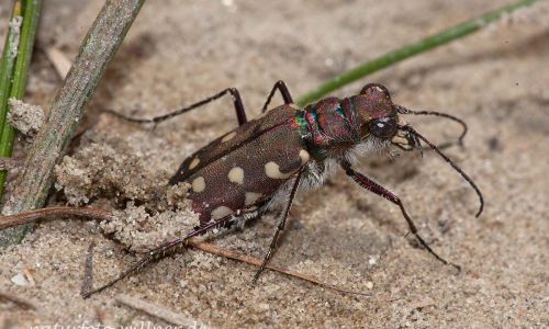 Calomera littoralis Foto W. Willner IMG_8844