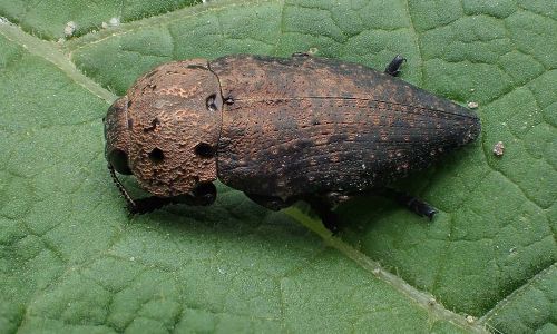 Capnodis-tenebricosa