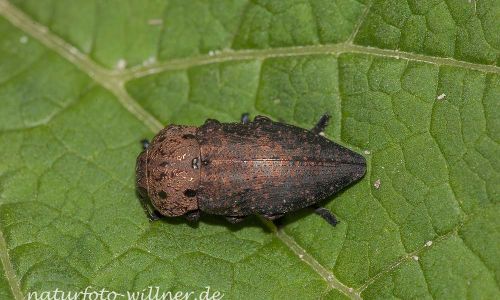 Capnodis tenebricosa Rumänien Foto W. Willner_9197