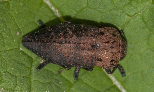 Capnodis tenebricosa Rumänien Foto W. Willner_9198