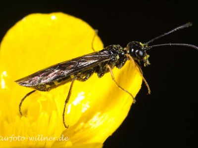Cephus spinipes Altmühltal bei Riedenburg 28.5.2013 Foto W. Willner-3