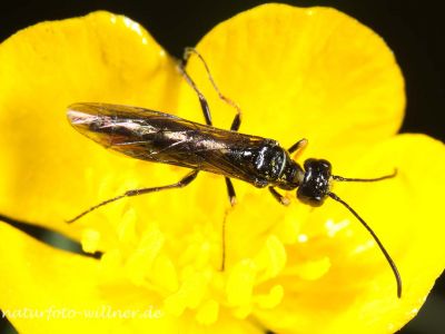 Cephus spinipes Altmühltal bei Riedenburg 28.5.2013 Foto W. Willner