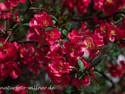 Chinesische Scheinquitte (Chaenomeles speciosa) Foto W. Willner-11
