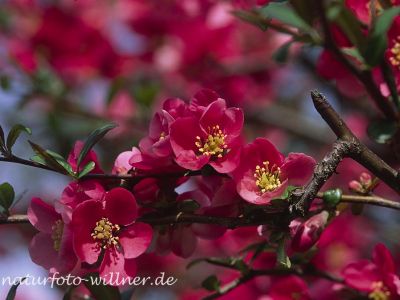 Chinesische Scheinquitte (Chaenomeles speciosa) Foto W. Willner-2