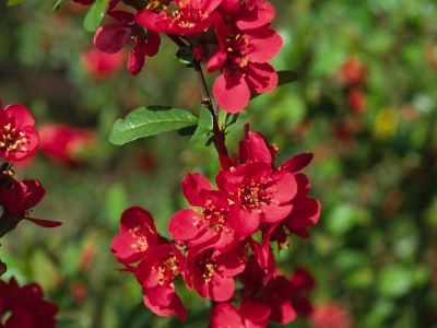 Chinesische Scheinquitte (Chaenomeles speciosa) Foto W. Willner-5