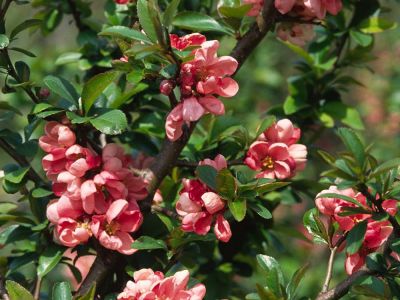 Chinesische Scheinquitte (Chaenomeles speciosa) Foto W. Willner-7