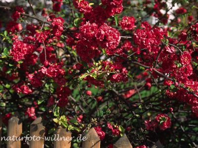 Chinesische Scheinquitte (Chaenomeles speciosa) Foto W. Willner-8