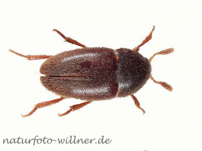 Colon brunneum Foto W.Willner 1