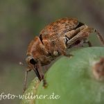 Curculio venosus Adern-Eichelbohrer Foto W. Willner_4620