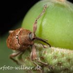 Curculio venosus Adern-Eichelbohrer Foto W. Willner_4643