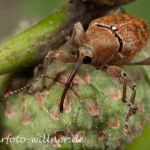 Curculio venosus Adern-Eichelbohrer Foto W. Willner_4645