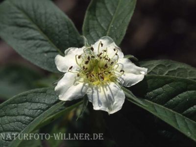Deutsche Mispel (Mespilus germanica)