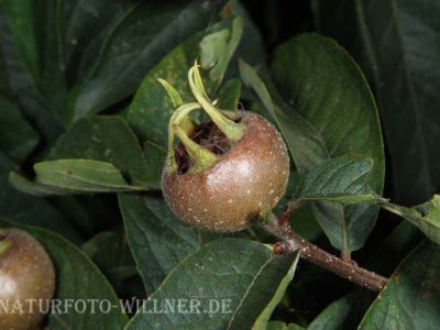 Deutsche Mispel 17 Foto W. Willner
