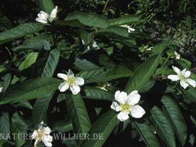 Deutsche Mispel (Mespilus germanica)