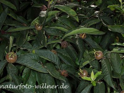 Deutsche Mispel 4 Foto W. Willner