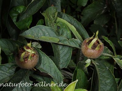 Deutsche Mispel 6 Foto W. Willner