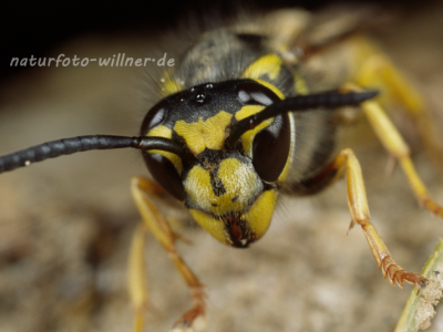 Deutsche Wespe 5 (Vespula germanica) Foto W. Willner