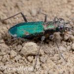 Deutscher Sandlaufkäfer Cylindera germanica Foto W. Willner-31