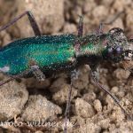 Deutscher Sandlaufkäfer Cylindera germanica Foto W. Willner-37