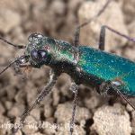 Deutscher Sandlaufkäfer Cylindera germanica Foto W. Willner-40