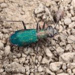 Deutscher Sandlaufkäfer Cylindera germanica Foto W. Willner-9