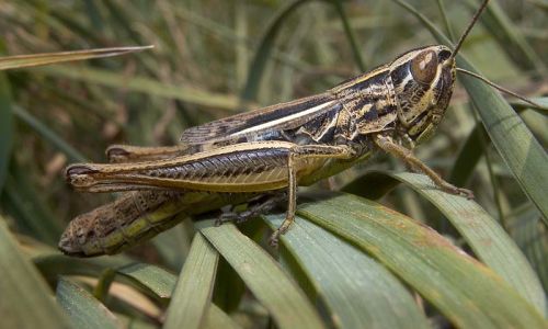 Dickkopf-Grashüpfer Foto W. Willner7
