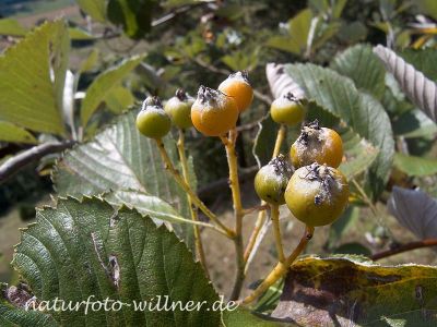 Donau-Mehlbeere (Sorbus danubialis) 12 Foto W. Willner