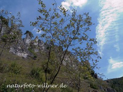 Donau-Mehlbeere (Sorbus danubialis) 8 Foto W. Willner
