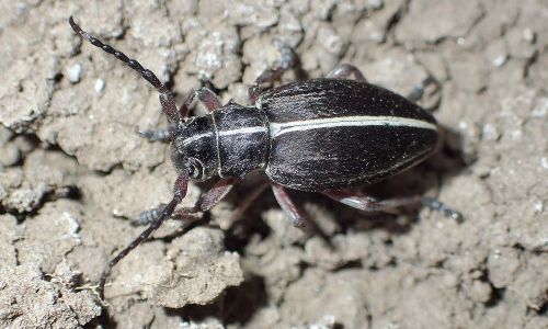 Dorcadion pedestre Naturfoto WillnerP5120041