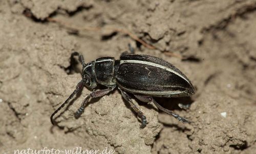 Dorcadion pedestre Naturfoto Willner_9397