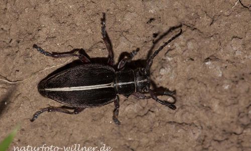 Dorcadion pedestre Naturfoto Willner_9403