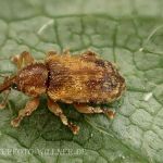Dorytomus nebulosus Dunkler Pappel-Kätzchenrüssler