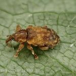 Dorytomus nebulosus Dunkler Pappel-Kätzchenrüssler
