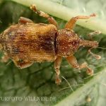 Dorytomus nebulosus Dunkler Pappel-Kätzchenrüssler