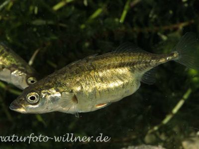 Dreistacheliger Stichling (Gasterosteus aculeatus)