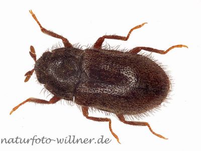 Dryops nitidulus Foto W. Willner 1