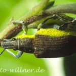 Dunkelgrüner Gelbrandrüssler (Chlorophanus viridis) Foto W. Willner-3