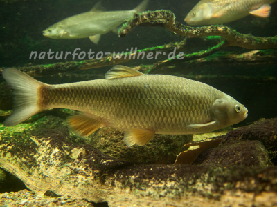 Döbel, Aitel Leuciscus cephalus Foto Wolfgang Willner Naturfoto