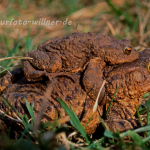 ERDKRÖTEN 1 FOTO W. WILLNER