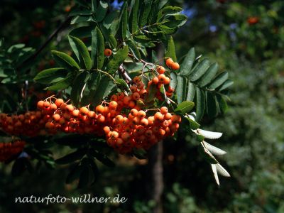 Eberesche (Sorbus aucuparia) Foto Wolfgang Willner Naturfoto-591