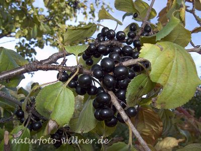 Echter Kreuzdorn (Rhamnus carthatica) 2 Foto W. Willner