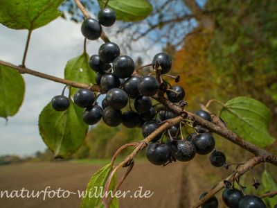 Echter Kreuzdorn (Rhamnus carthatica) Foto Wolfgang Willner Naturfoto-13