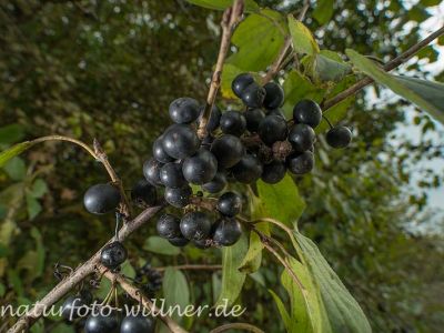 Echter Kreuzdorn (Rhamnus carthatica) Foto Wolfgang Willner Naturfoto-14