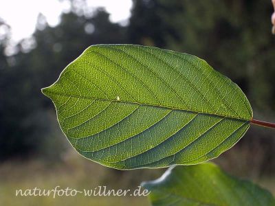 Echter Kreuzdorn (Rhamnus carthatica) Foto Wolfgang Willner Naturfoto-2