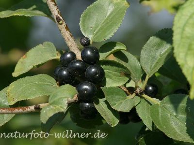 Echter Kreuzdorn (Rhamnus carthatica) Foto Wolfgang Willner Naturfoto-2-2
