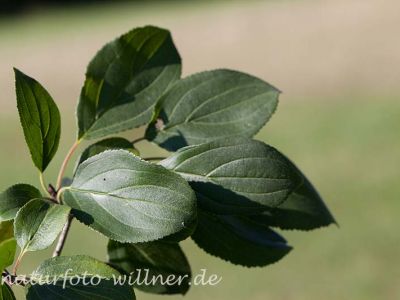 Echter Kreuzdorn (Rhamnus carthatica) Foto Wolfgang Willner Naturfoto-4-3