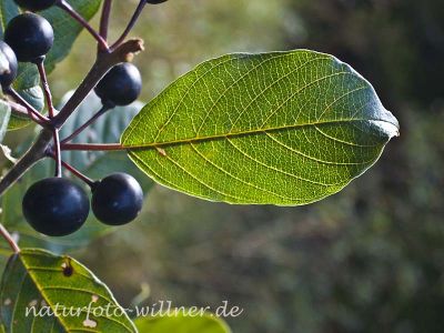 Echter Kreuzdorn (Rhamnus carthatica) Foto Wolfgang Willner Naturfoto-7