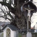 Edignalinde Foto W. Willner5