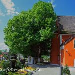 Edignalinde Sommer-Linde (Tilia platyphyllos) in Puch Foto W. Willner 571
