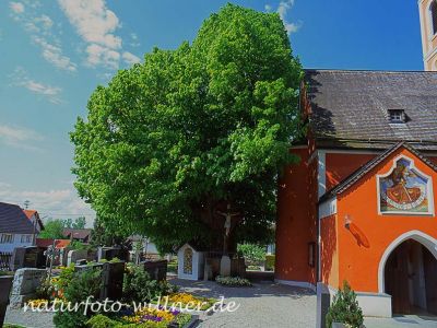 Edignalinde Sommer-Linde (Tilia platyphyllos) in Puch Foto W. Willner 571